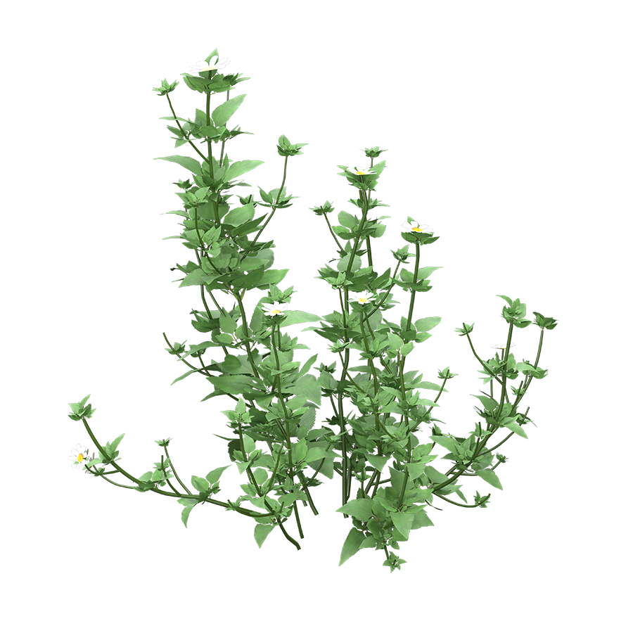 Bidens Pilosa - Ketul